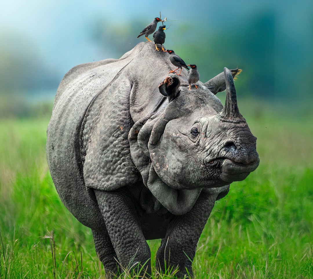 Kaziranga National Park